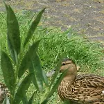 Hébergement de vacances Am Honigbach