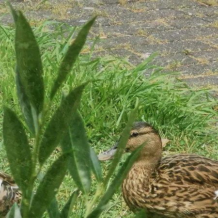 Prázdninový dům Hr Am Honigbach