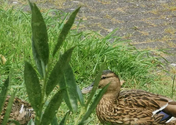 Vakantiehuis Hr Am Honigbach