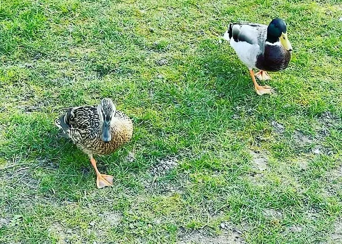 Hr Am Honigbach Vakantiehuis